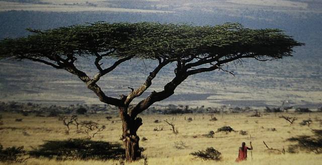 Масштабная засуха в Африке