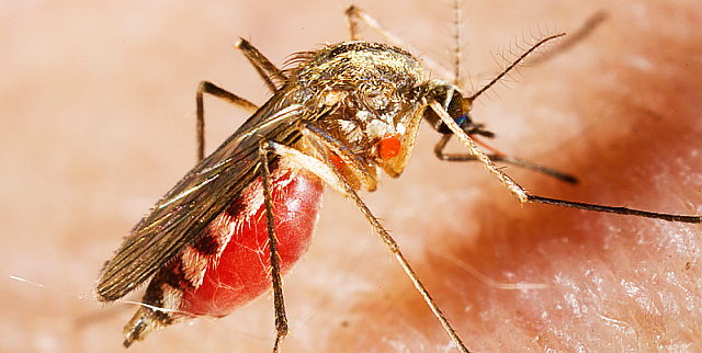 Электронный отпугиватель комаров или идеальное средство борьбы с крылатыми «кровопийцами»
