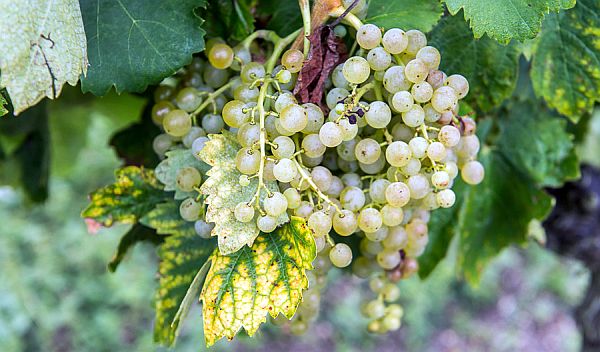 Как сохранить виноград в домашних условиях?