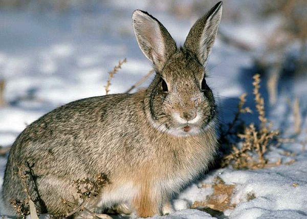 Охота на рябчиков и кроликов с пневматикой